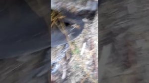 Ботвокосилка финал, обкатка , настройка , косим сорняки 2 м