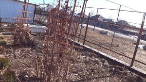 Козы на выгуле//Рыжий кот//Полисадник-как он?