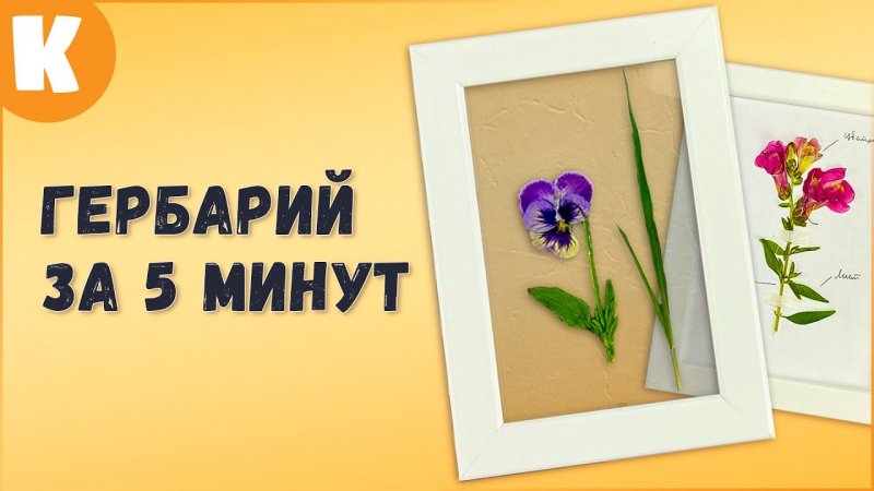 Как сделать гербарий за 5 минут. Очень красивый!