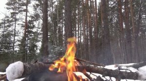 Чем отпугнуть животных в лесу.