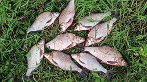 РЫБАЛКА НА ДОНКИ! ЛЕЩ КЛЮЕТ ТОЛЬКО НА САЛО!