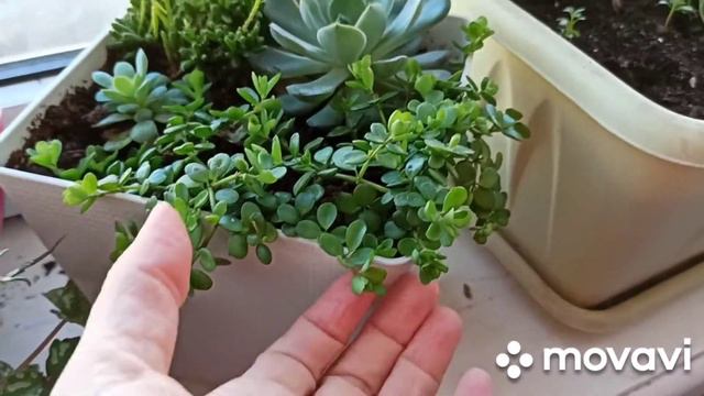 Мои сеянцы и цветы (часть 2) #цветынаподоконнике  #комнатныерастения#бегония