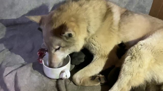 Вьюга и Семеро Щенят. ЗападноСибирская Лайка родила на крайнем севере ЯНАО. смотреть онлайн