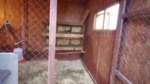 Туман и куры.
