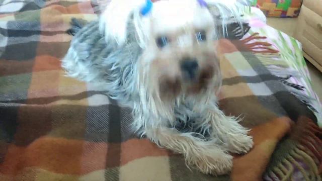 Маленькое чудо Лаврентий смотреть онлайн