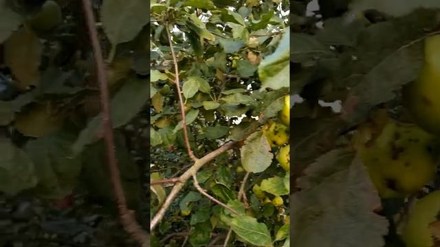 яблоня СИНАП ОРЛОВСКИЙ смотреть онлайн