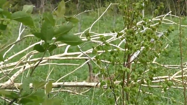 Таинственные места и аномальные зоны которых нет на картах смотреть онлайн