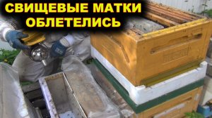 Свищевые матки облетелись!