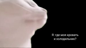 Танцующий кот, мем (оригинал)