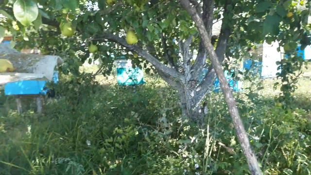 Мёд цветочный урожай 2022 года. смотреть онлайн