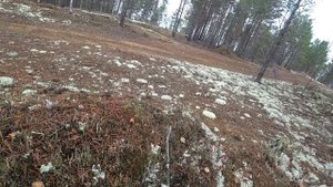 С Батей на Кордон.Две недели в Тайге.Собираем Грибы.Ставим Сети .Таёжная кухня.