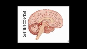 11.19.2 Подробное разъяснение. Эпифиз. Часть вторая