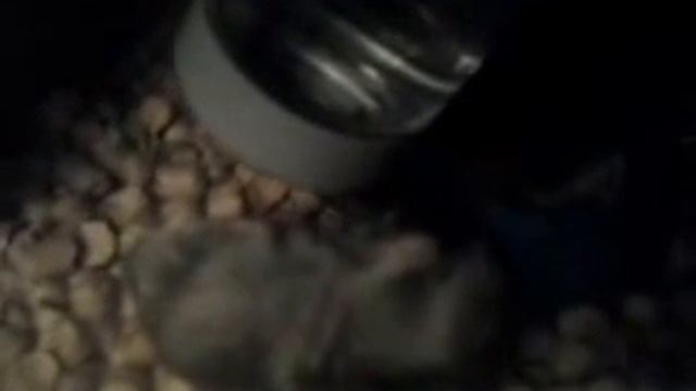 Хомяк пьёт смотреть онлайн