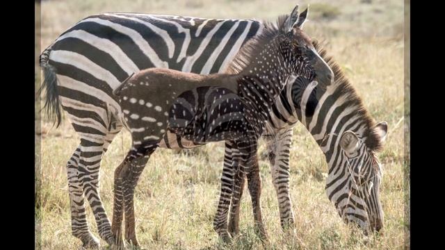 Саванна смотреть онлайн