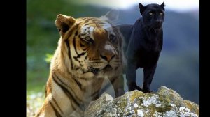 Звуки животных. Голоса животных. Sounds of wild animals