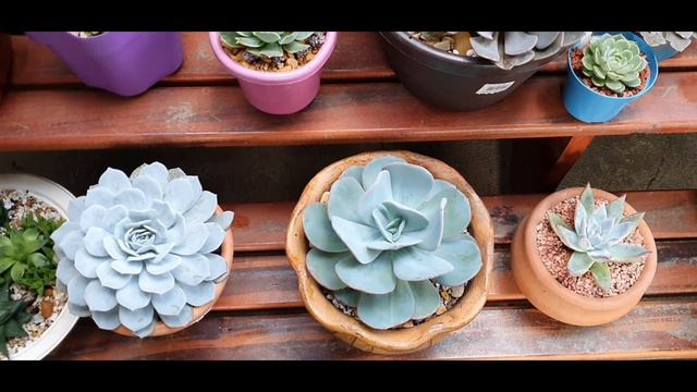 Como ganhar duas Suculentas maravillhosas? assista o vídeo, siga as regras, ☘️ #Orquídeanegrabr смотреть онлайн