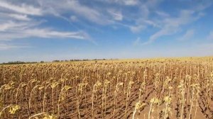 Охота по перу с подхода.С русским охотничьим спаниелем.Много вяхиря на поле.