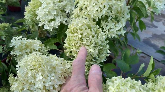 Гортензия метельчатая Мэджикал Лайм Спаркл Hydrangea paniculata Magical Lime Sparkle
