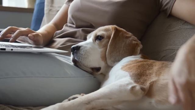 Тощая собака погибала на улице, но когда неравнодушная девушка занесла её в офис… смотреть онлайн