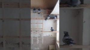 бухарское голуби город каган