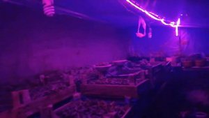 Светодиодная лента для рассады в теплице. Обзор.