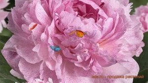 Пион травянистый Сара Бернар Юник (paeonia) ? обзор: как сажать, луковицы пиона Сара Бернар Юник