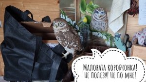 Сова Ёль не с добрым летом! Сыча Лучика собрали и упаковали в Москву