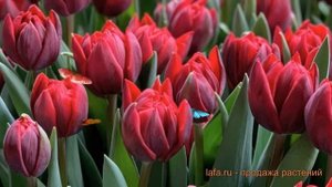 Тюльпан махровый Ред Принцесс ? обзор: как сажать, луковицы тюльпаны Ред Принцесс