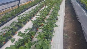 Клубника.  малообьемка