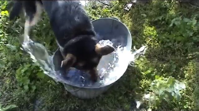 Собака стирака. Как мы стирали трусы. смотреть онлайн