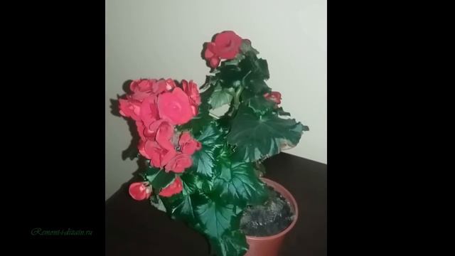 Уход за домашней бегонией смотреть онлайн