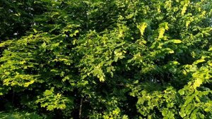 3 июня- День Святой ЕЛЕНЫ.Аленкин день. Народные приметы, традиции, обычаи и ритуалы