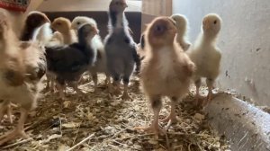 ЦЫПЛЯТА В КВАРТИРЕ/ Инкубация 2023