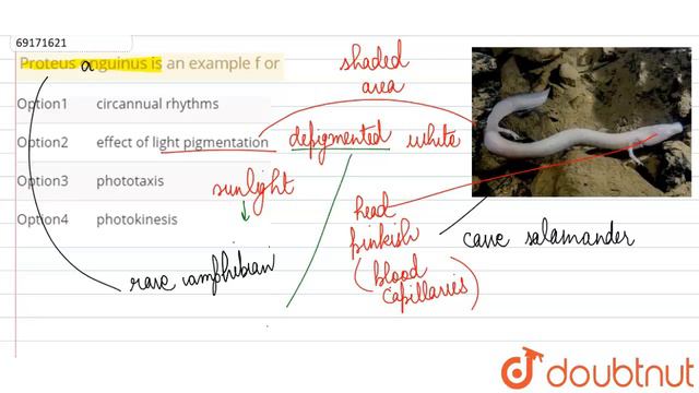 Proteus onguinus is an example f or смотреть онлайн