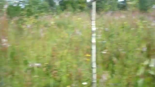 Грибы белые / Настоящий груздь / Собрали 5 ведер смотреть онлайн