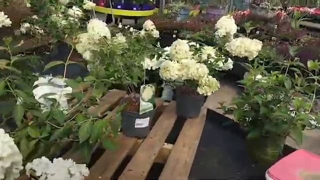 ОПЯТЬ ШОППИНГ ? САДОВЫЙ ЦЕНТР В ИРЛАНДИИ ? SHOPPING IN THE GARDEN CENTRE   ?@Amond