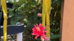 Aporocactus flagelliformis, la pianta grassa soprannominata coda di topo