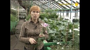 Какие условия нужны хризантеме для цветения и размножения