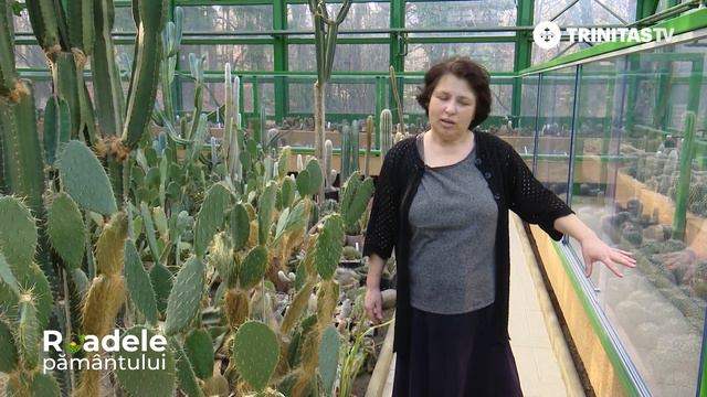 Cum să îngrijești corect cactușii în funcție de specie și zonă de proveniență #Roadelpământului смотреть онлайн