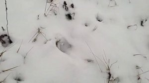 Проверка капканов на норку, на куницу, на лису. Есть результат.