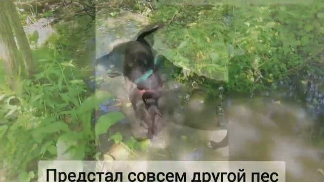 Сема очень голодный или встретил собак. Собачьи года по нашему. канал 1 месяц собака. собака след не берет.