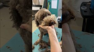 How to groom curly dog head | Lagotto Romagnolo (vertical video)