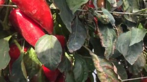 Перец сладкий тип Капия конический грубостенный ФХ Володимирські Сади