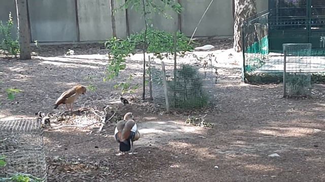 Детский экоцентр в Омске. Семейство нильских гусей и голуби. смотреть онлайн