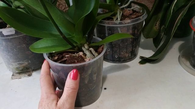 Орхидея фаленопсис.Как выбрать.Полив.Подкормка смотреть онлайн