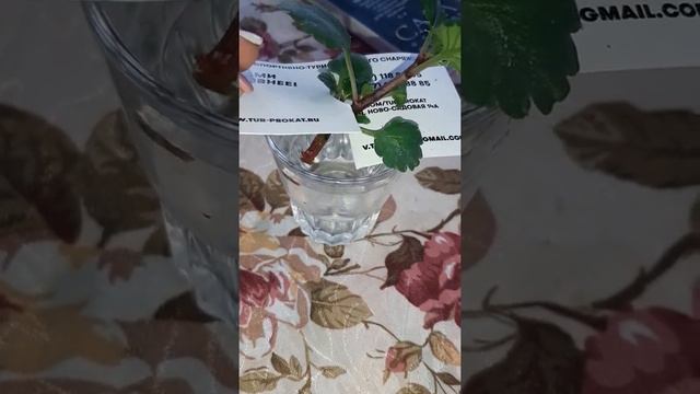 Как укоренить бальзамин  махровый или Ваньку мокрого