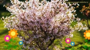 Вишня японская Коджо-но-маи. Краткий обзор, описание характеристик prunus incisa Kojou-no-mai