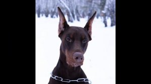 Doberman Di Dzhei Golden Dzhef.wmv