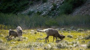 Горные бараны
