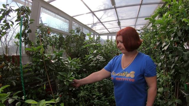 Росли в глине, пересадка пошла на пользу смотреть онлайн